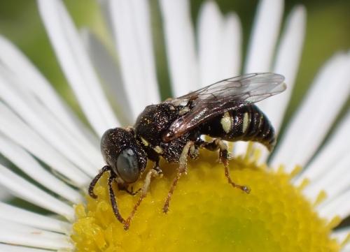 Réf. 327 679 : Oxybelus sp.
